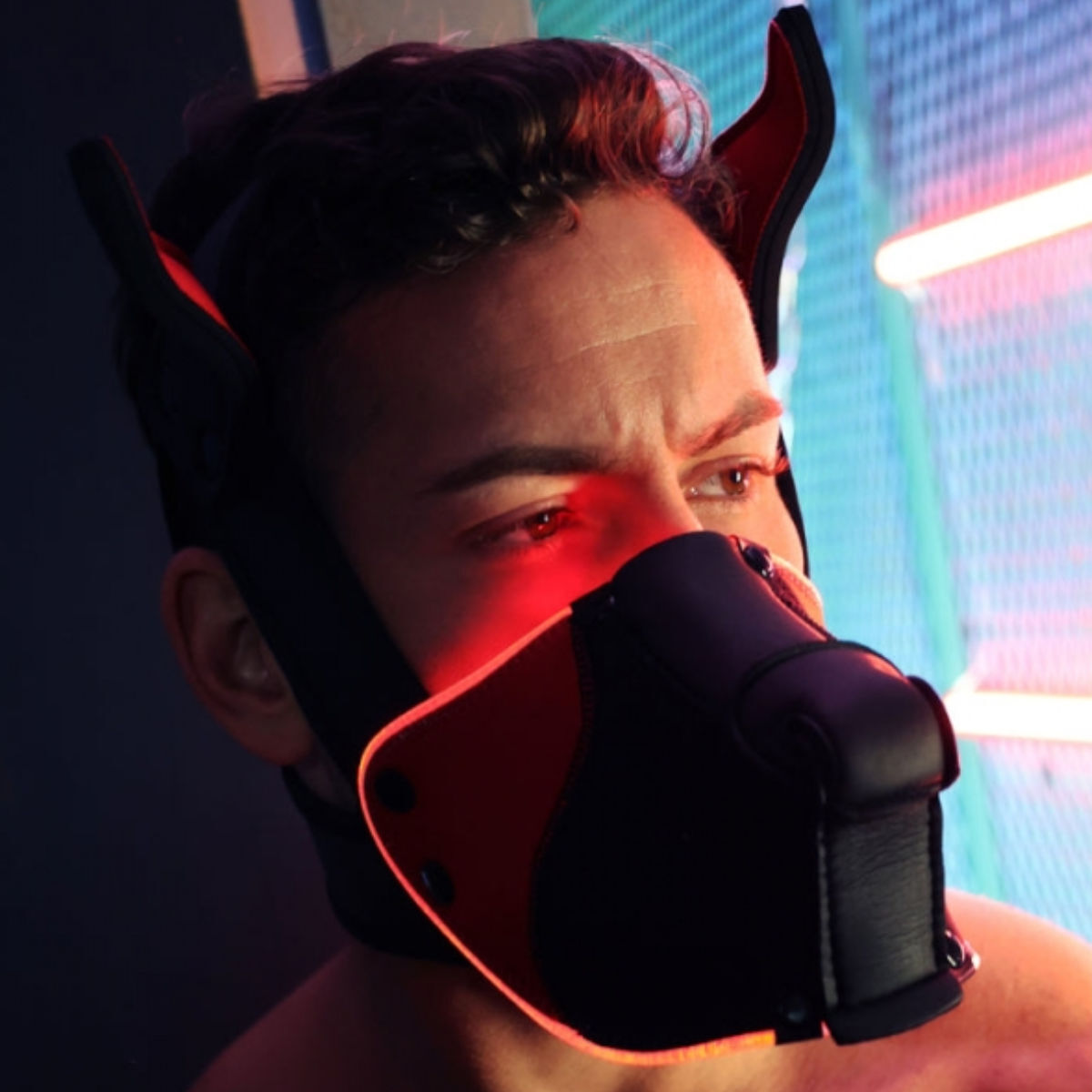 Breedwell LED Puppy Hood Black Red, Bild 4