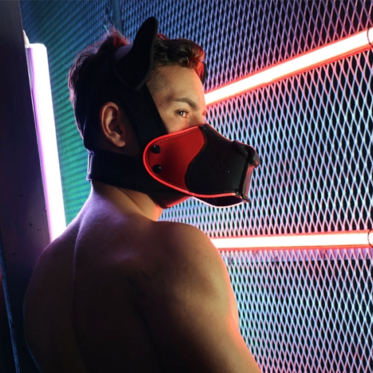 Breedwell LED Puppy Hood Black Red, Bild 2