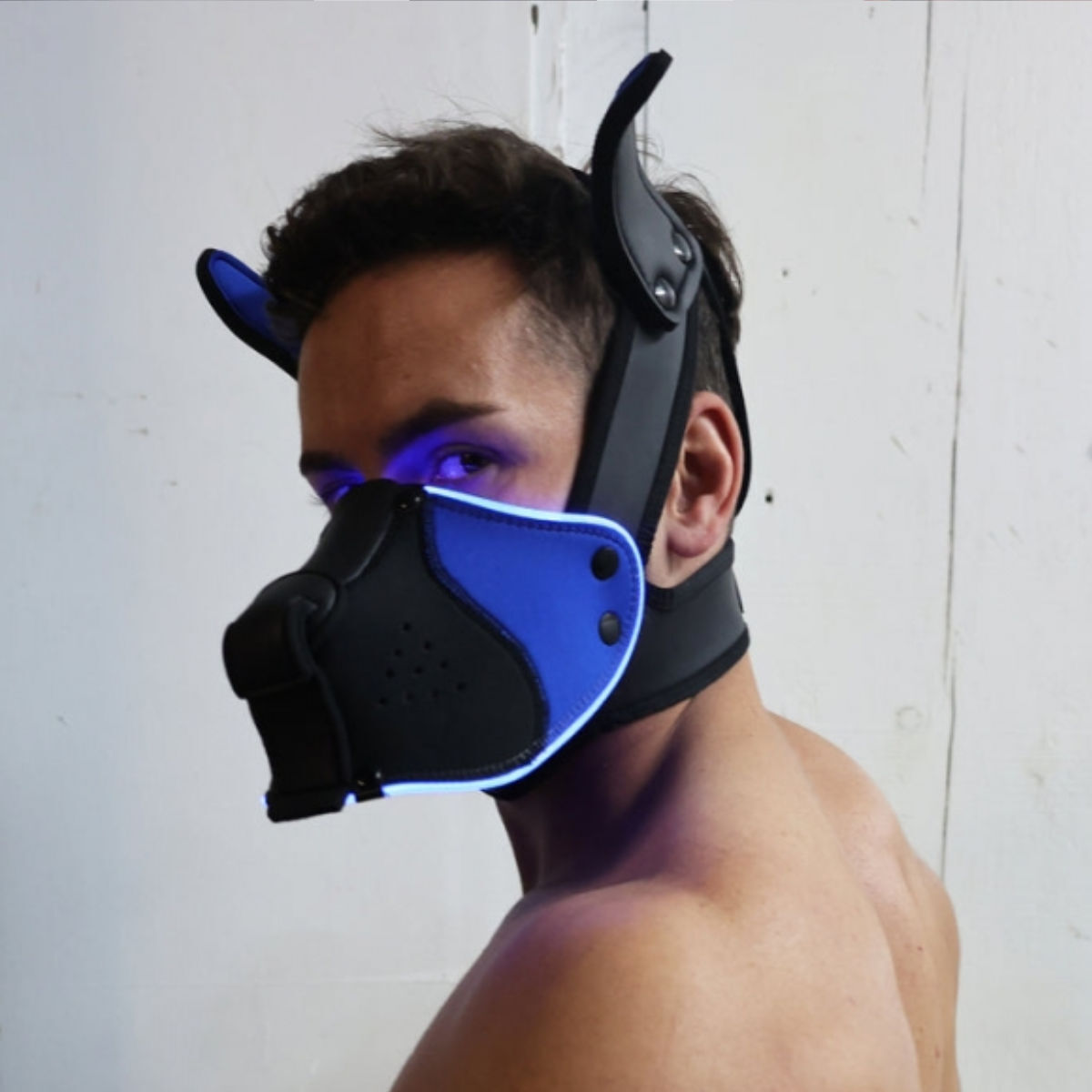 Breedwell LED Puppy Hood Black Blue, Bild 4