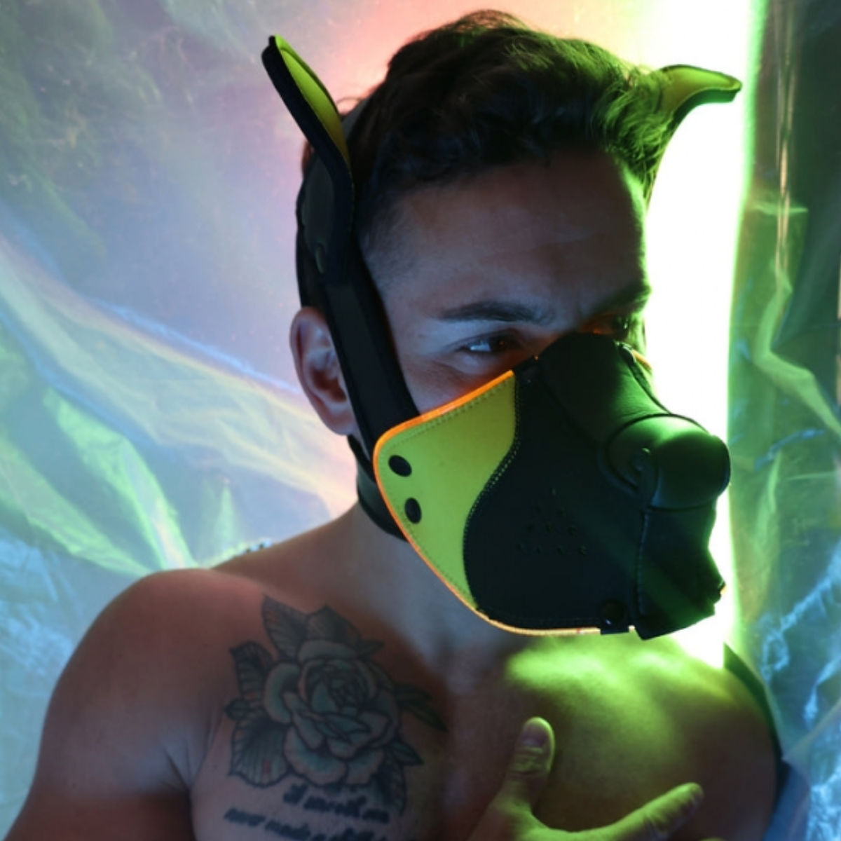 Breedwell LED Puppy Hood Black Yellow, Bild 2
